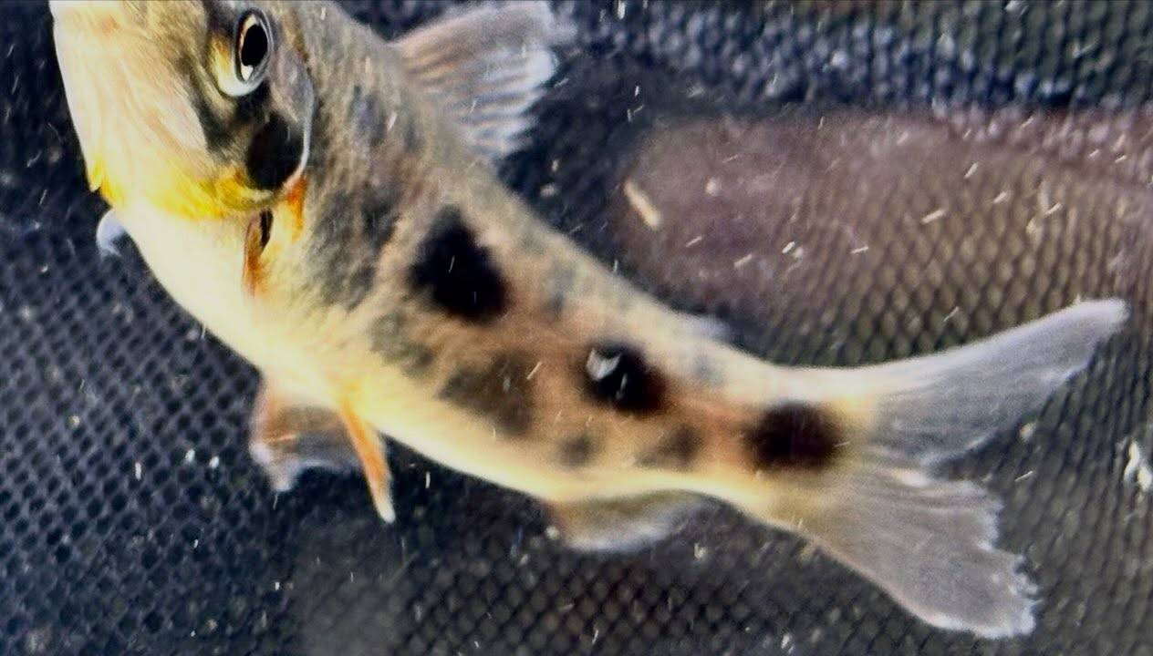 レポリヌス ナイスニー 6〜7cm± 