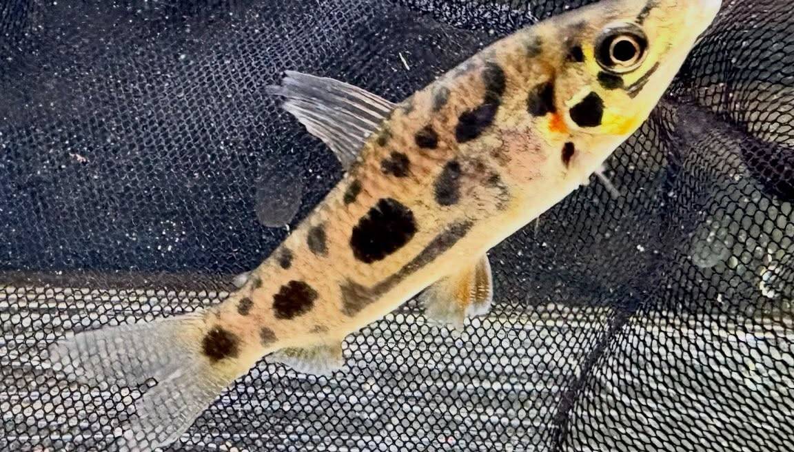レポリヌス ナイスニー 6〜7cm± 