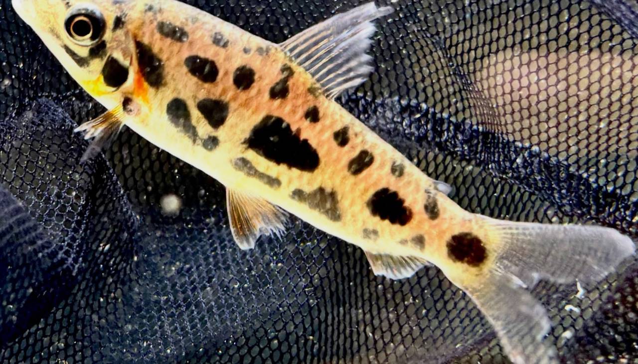 レポリヌス ナイスニー 6〜7cm± 