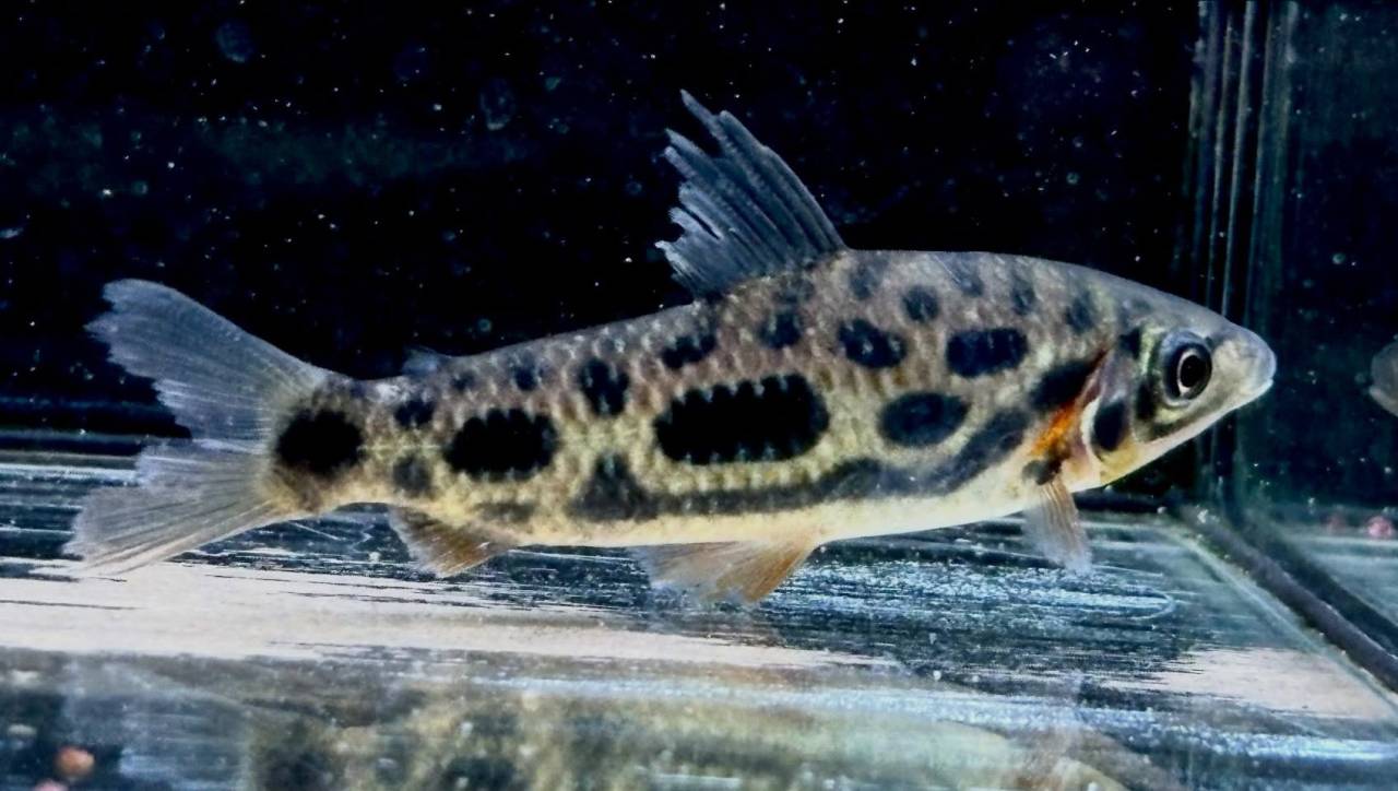 レポリヌス ナイスニー 6〜7cm± 
