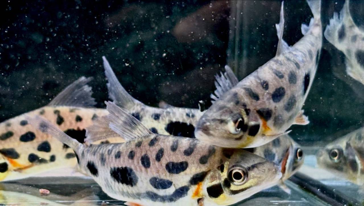 レポリヌス ナイスニー 6〜7cm± 