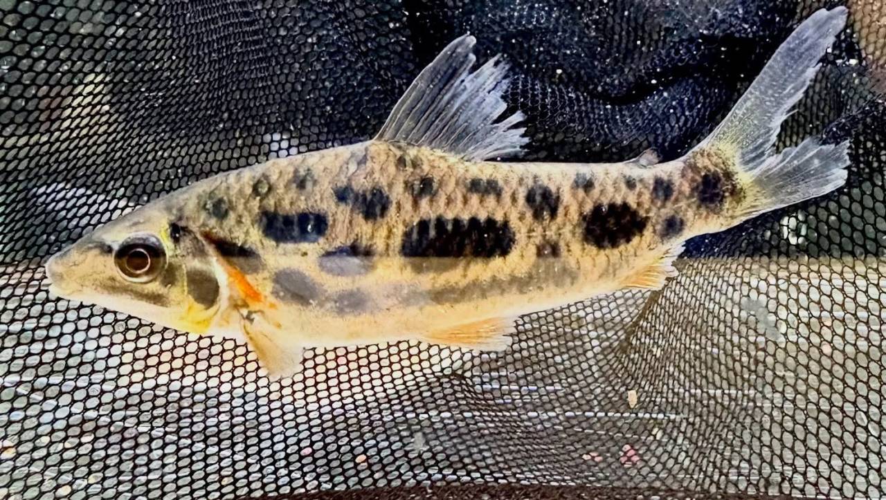 レポリヌス ナイスニー 6〜7cm± 