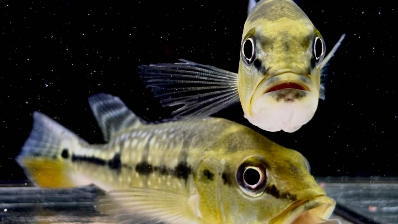 キクラ フォーゴ 12〜14㎝± 