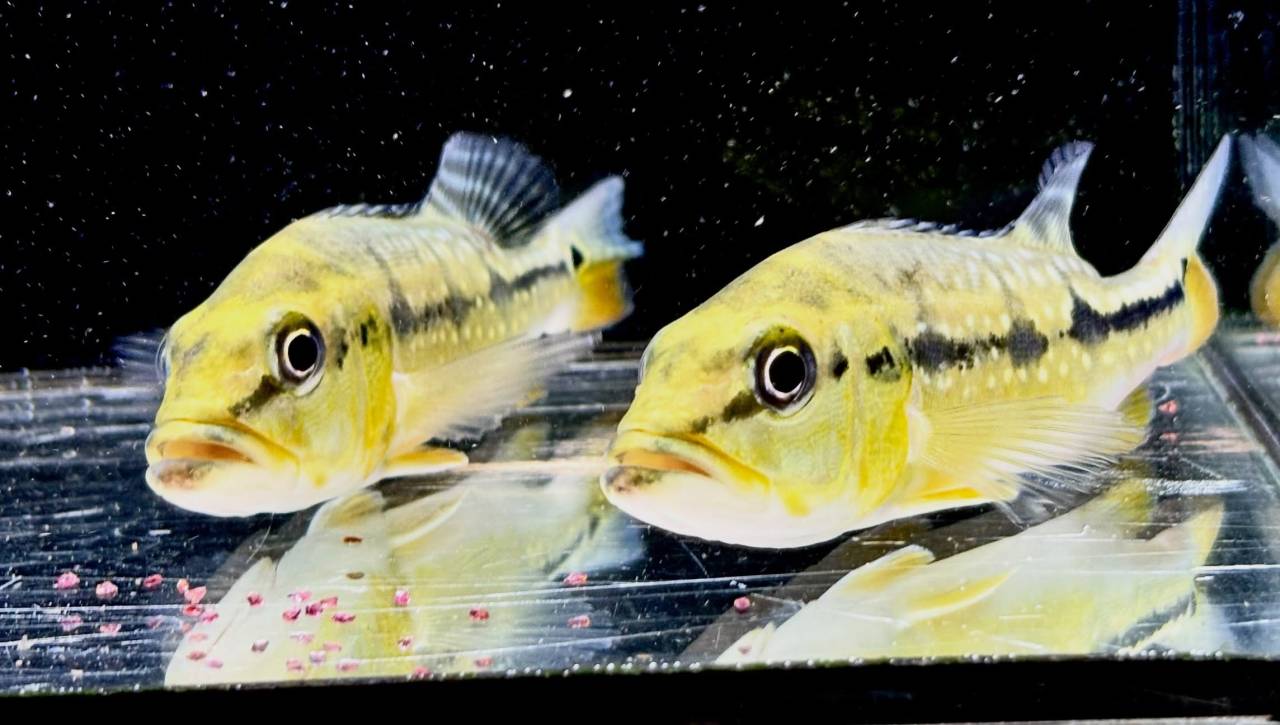 キクラ フォーゴ 12〜14㎝± 
