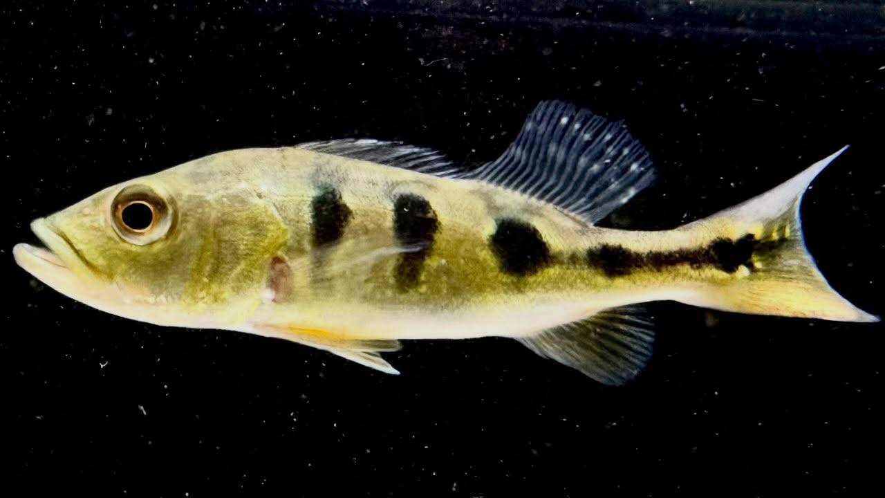 キクラ ケルベリー 12㎝± 