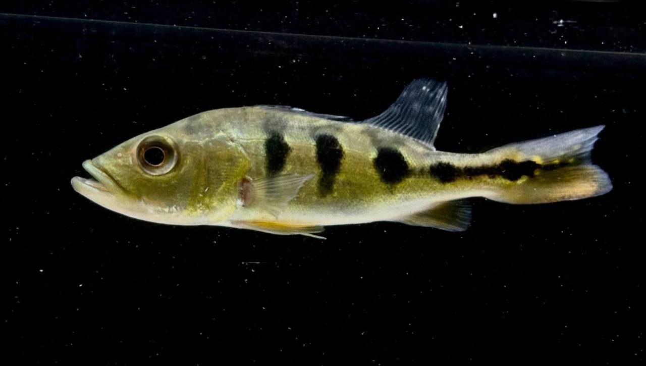 キクラ ケルベリー 12㎝± 