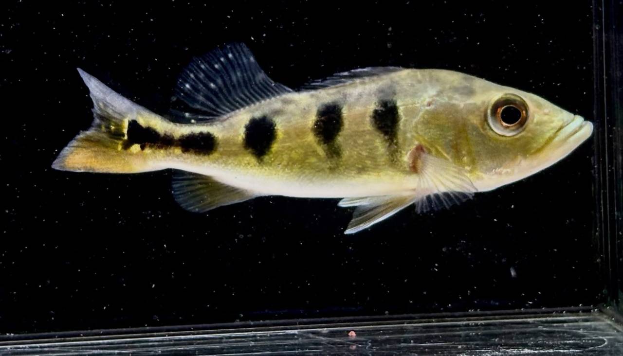 キクラ ケルベリー 12㎝± 