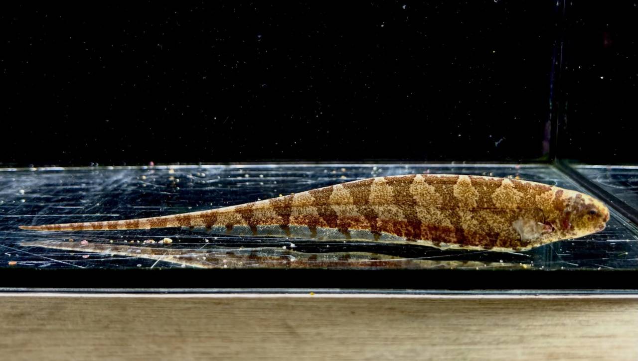 リーフナイフフィッシュ ② 18cm ペルー便