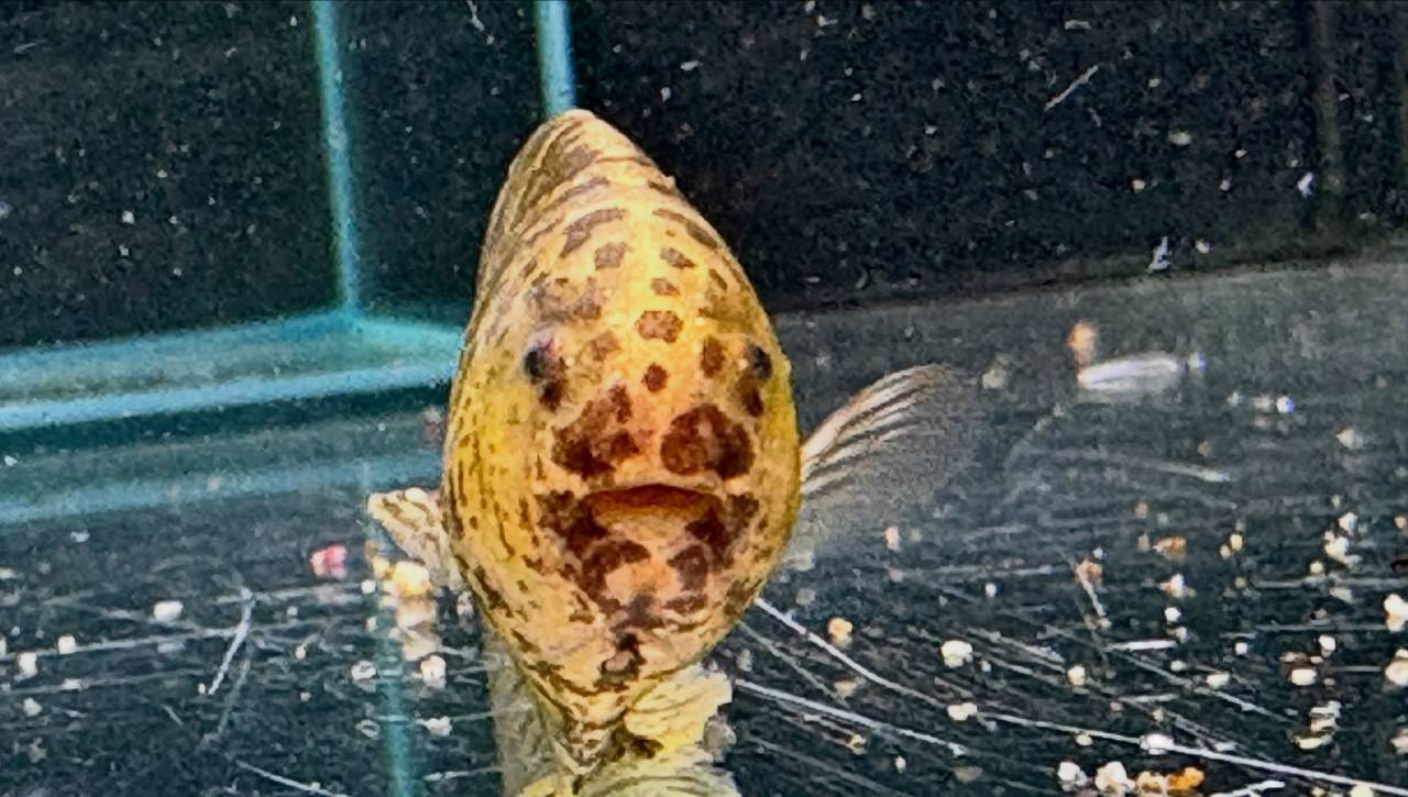 リーフナイフフィッシュ ② 18cm ペルー便