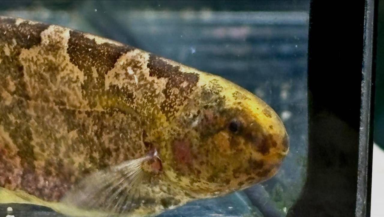リーフナイフフィッシュ ① 15cm ペルー便