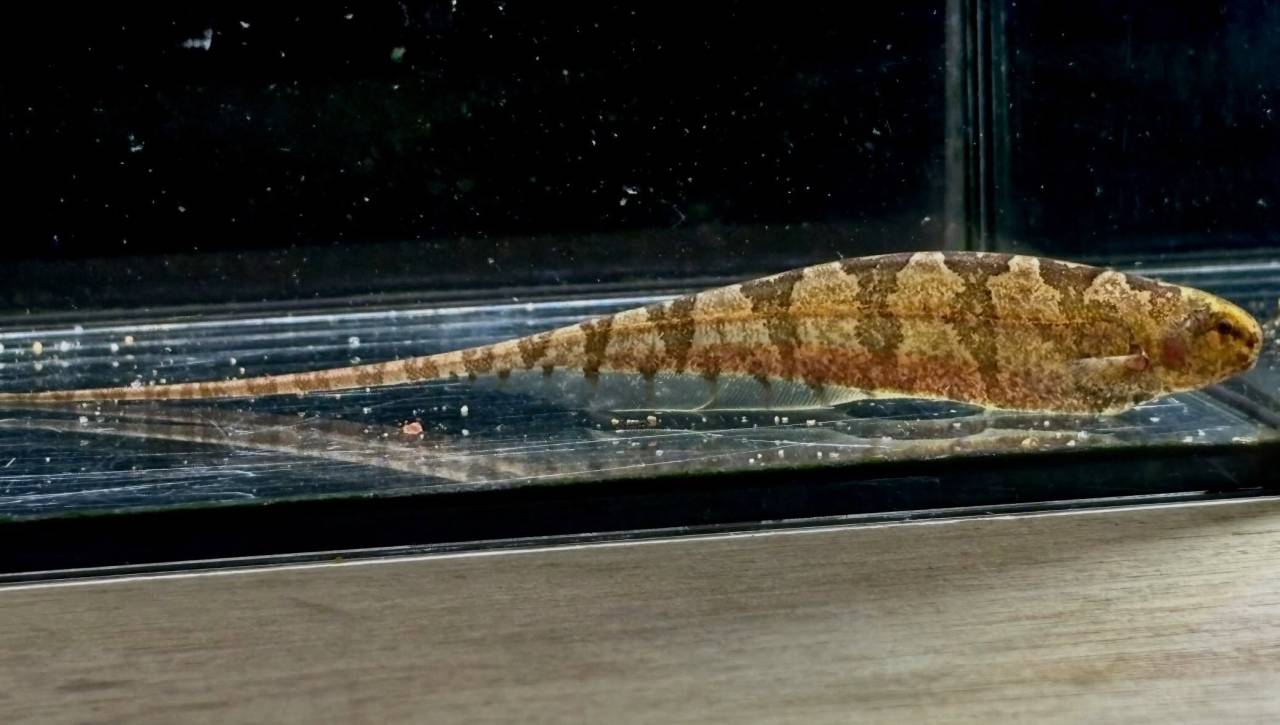 リーフナイフフィッシュ ① 15cm ペルー便