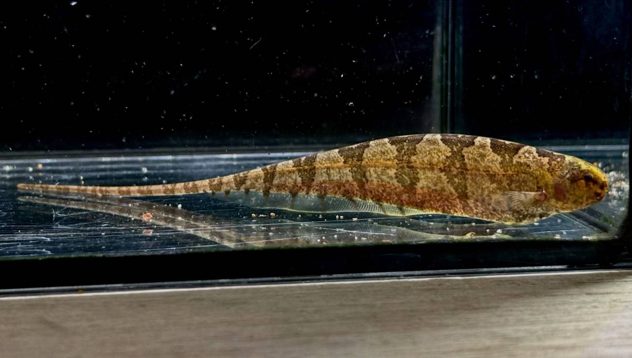 リーフナイフフィッシュ ① 15cm ペルー便