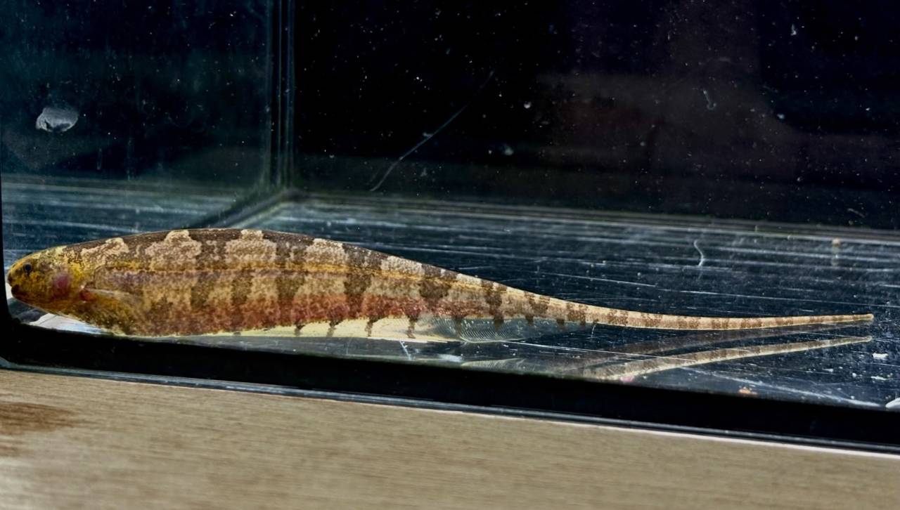 リーフナイフフィッシュ ① 15cm ペルー便
