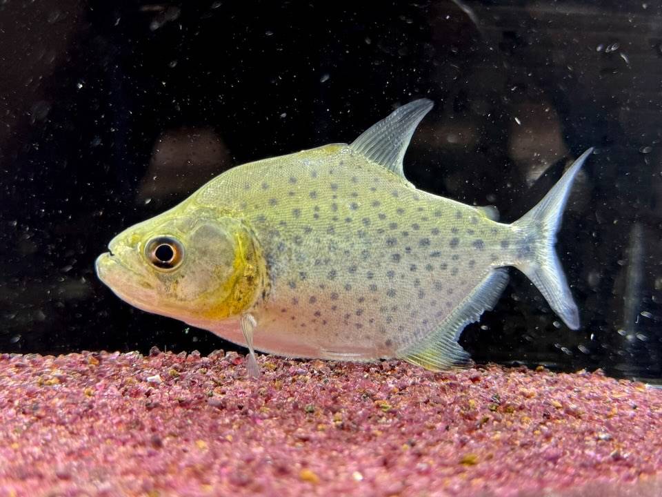 ブラックピラニア②  ナナイ産 ペルー便