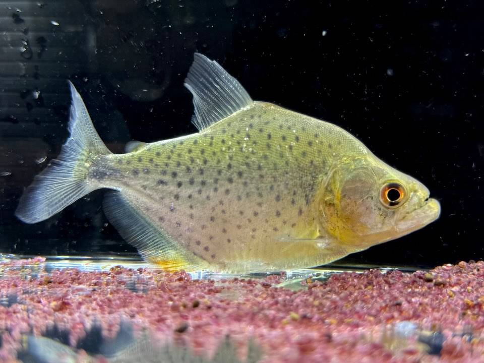 カタリーナピラニアA  ナナイ産 ペルー便  11cm± ¥...