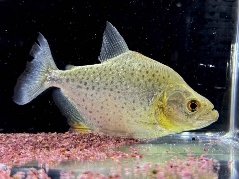 カタリーナピラニアA  ナナイ産 ペルー便  11cm± ¥...