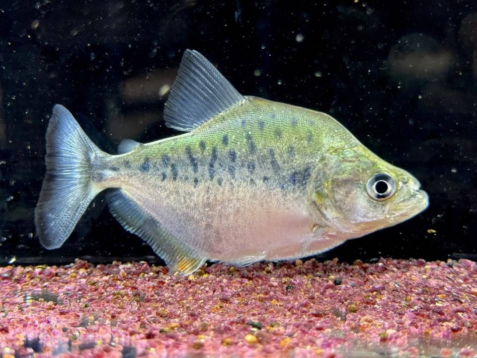 カタリーナピラニア？B  ナナイ産 ペルー便  11cm± ...