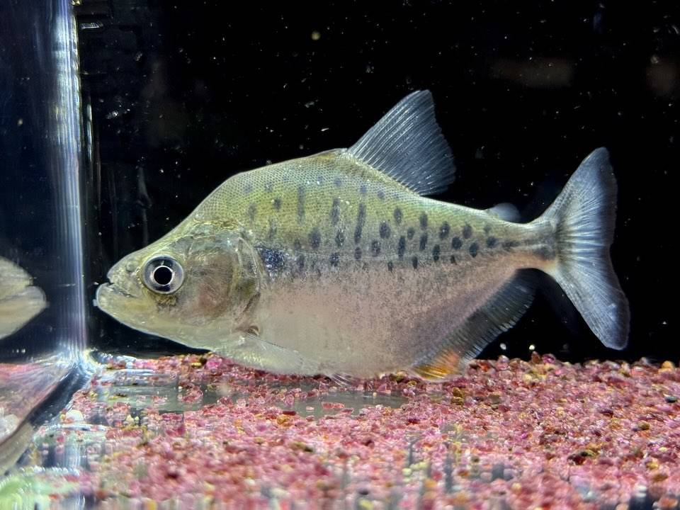 カタリーナピラニア？B  ナナイ産 ペルー便  11cm± ...