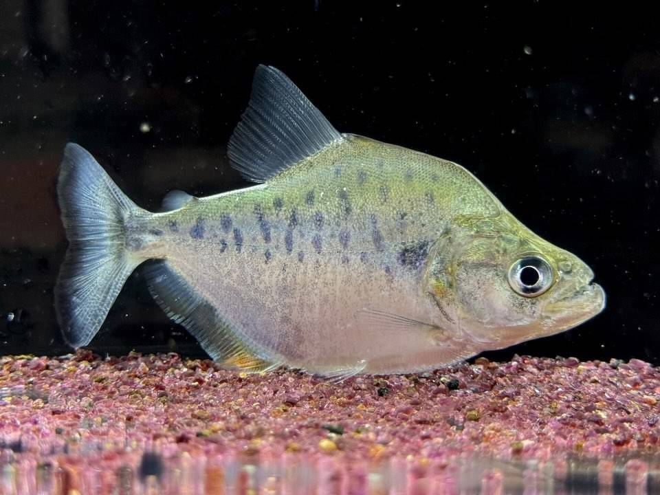カタリーナピラニア？B  ナナイ産 ペルー便  11cm± ...