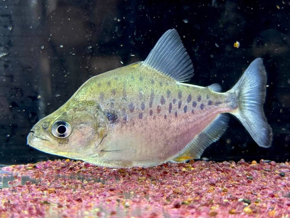 カタリーナピラニア？B  ナナイ産 ペルー便  11cm± ...