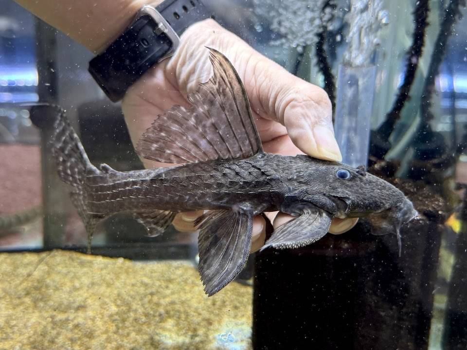 アカリエスピーニョ 21cm±  パラ産