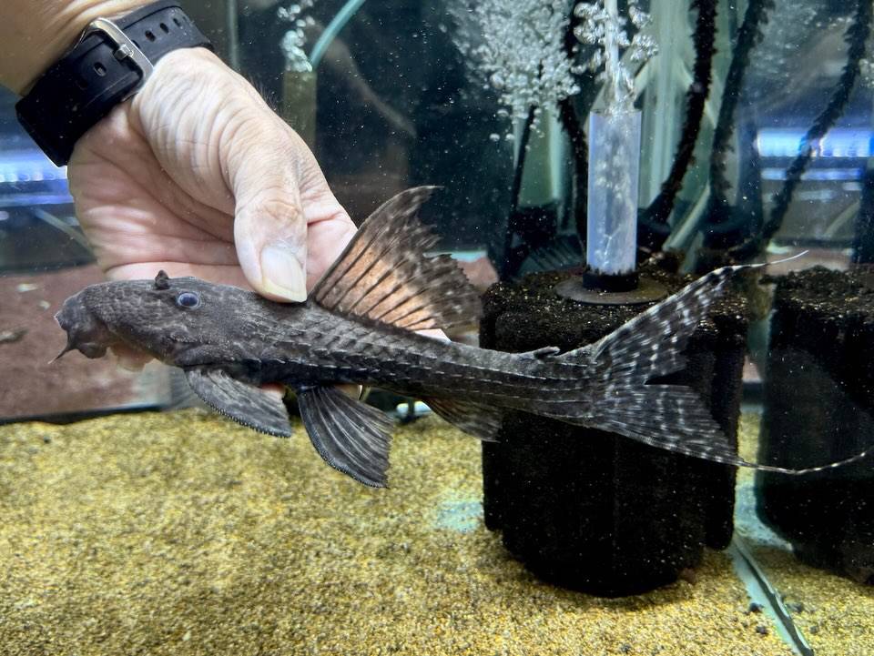 アカリエスピーニョ 21cm±  パラ産