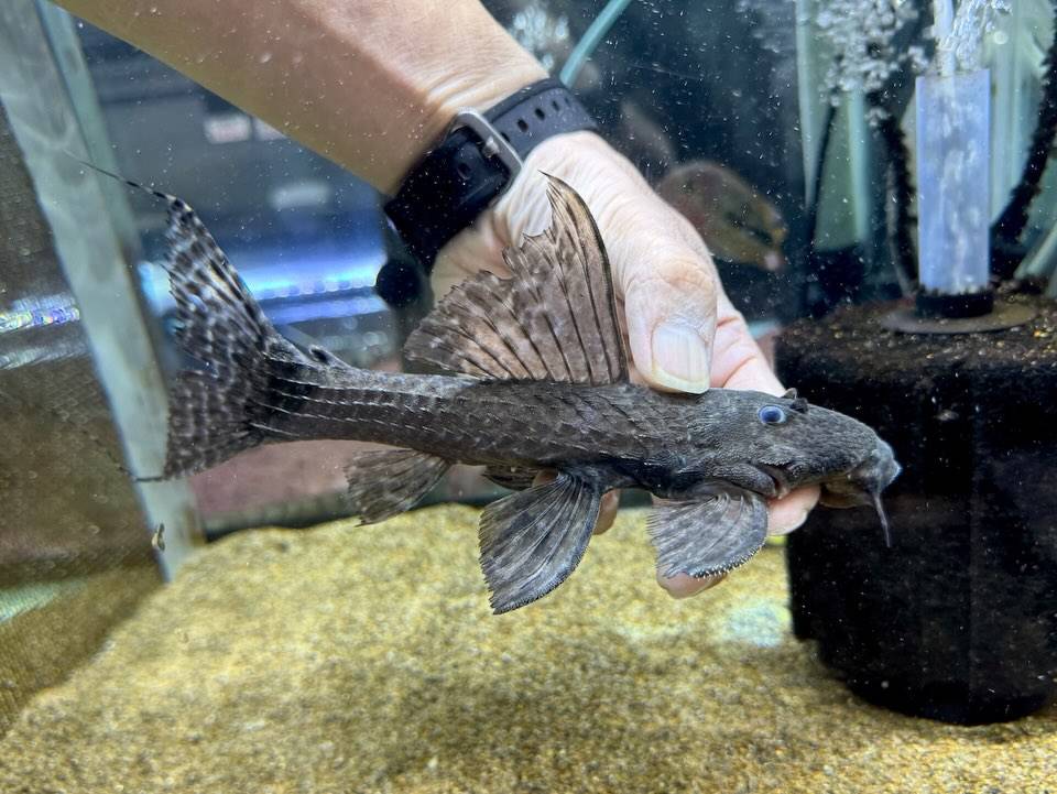 アカリエスピーニョ 21cm±  パラ産