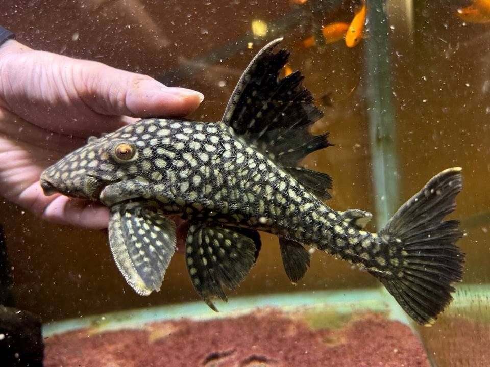 フルスポットロイヤルプレコ  コロンビア便