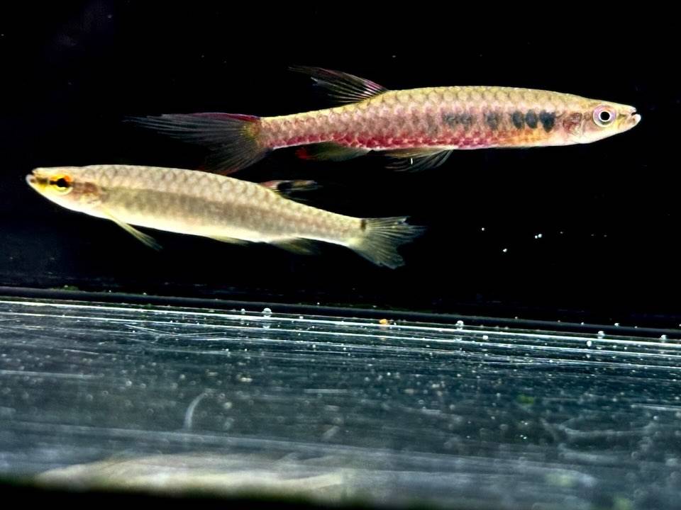 コペラ ビルマエ  コロンビア便