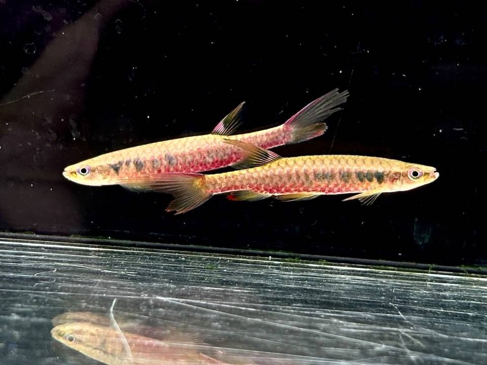コペラ ビルマエ  コロンビア便