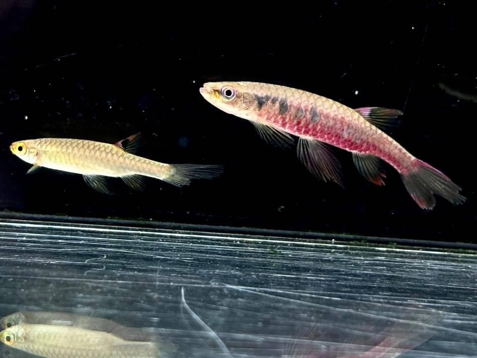 コペラ ビルマエ  コロンビア便
