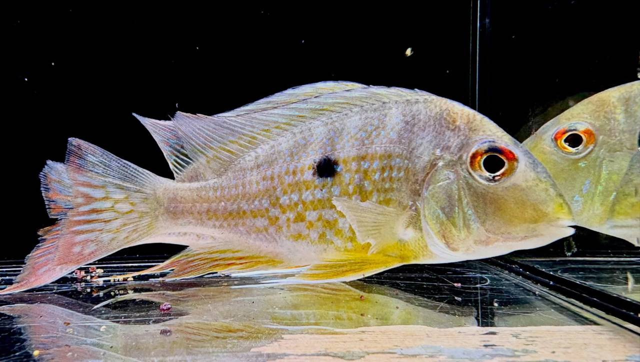 Geo.sp.カクエタ  コロンビア便