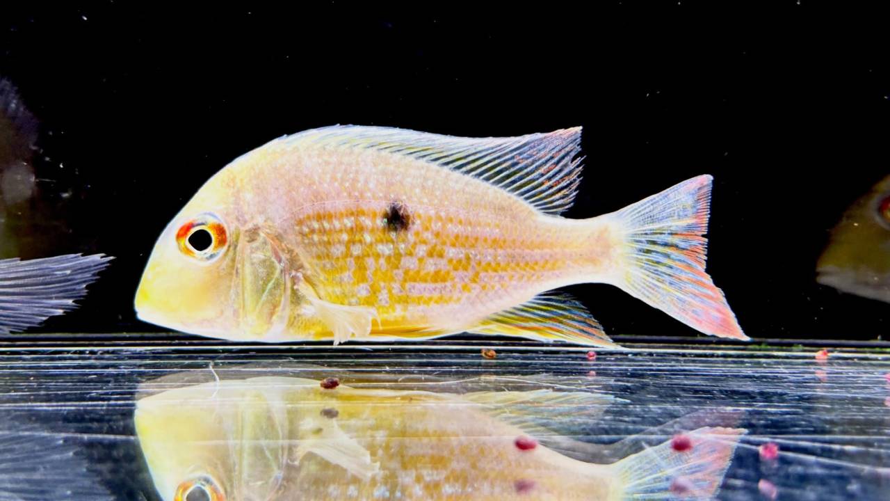 Geo.sp.カクエタ  コロンビア便