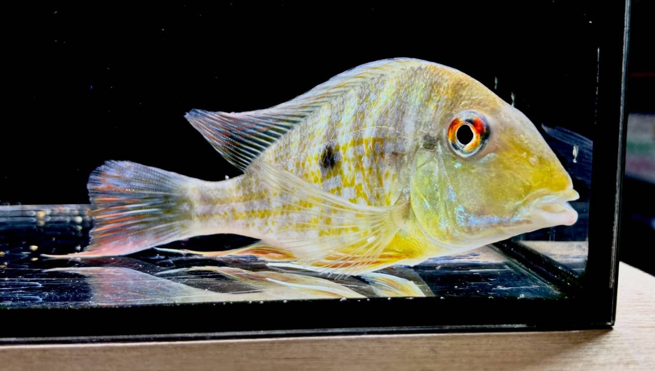 Geo.sp.カクエタ  コロンビア便