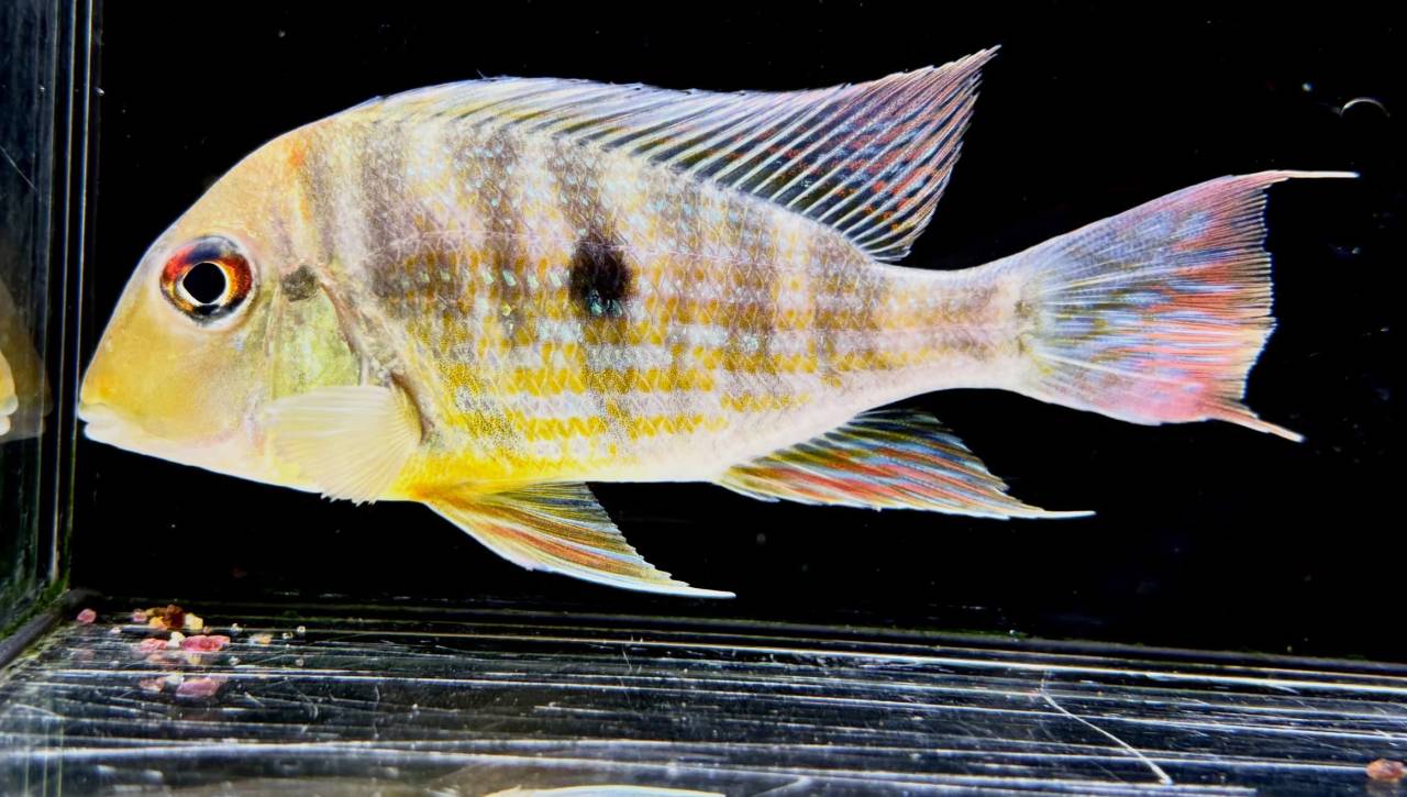Geo.sp.カクエタ  コロンビア便