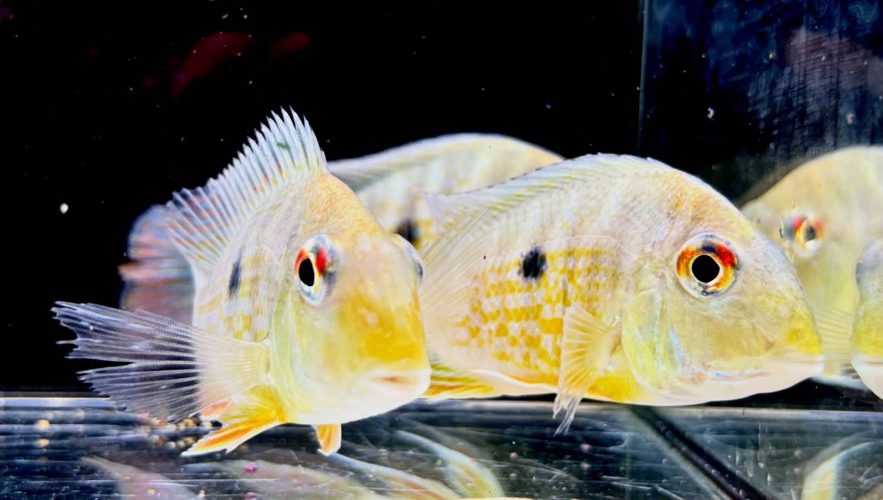 Geo.sp.カクエタ  コロンビア便