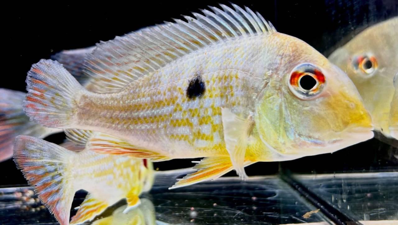 Geo.sp.カクエタ  コロンビア便