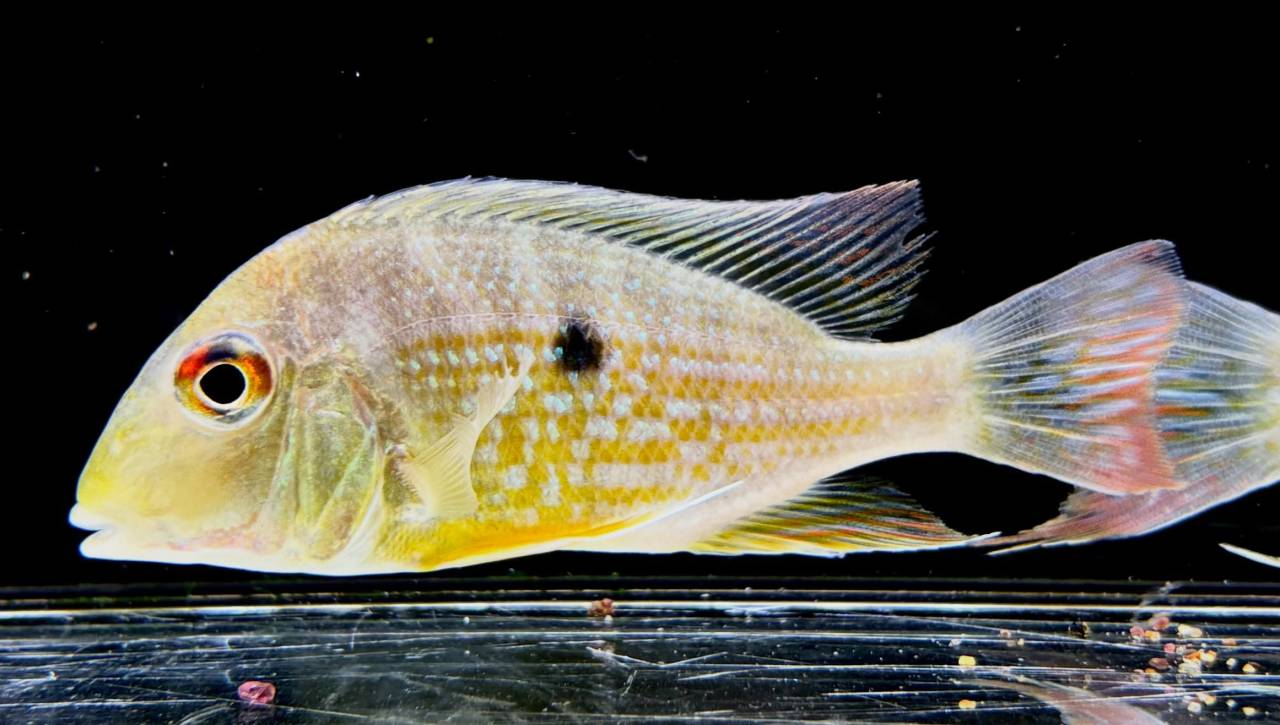 Geo.sp.カクエタ  コロンビア便