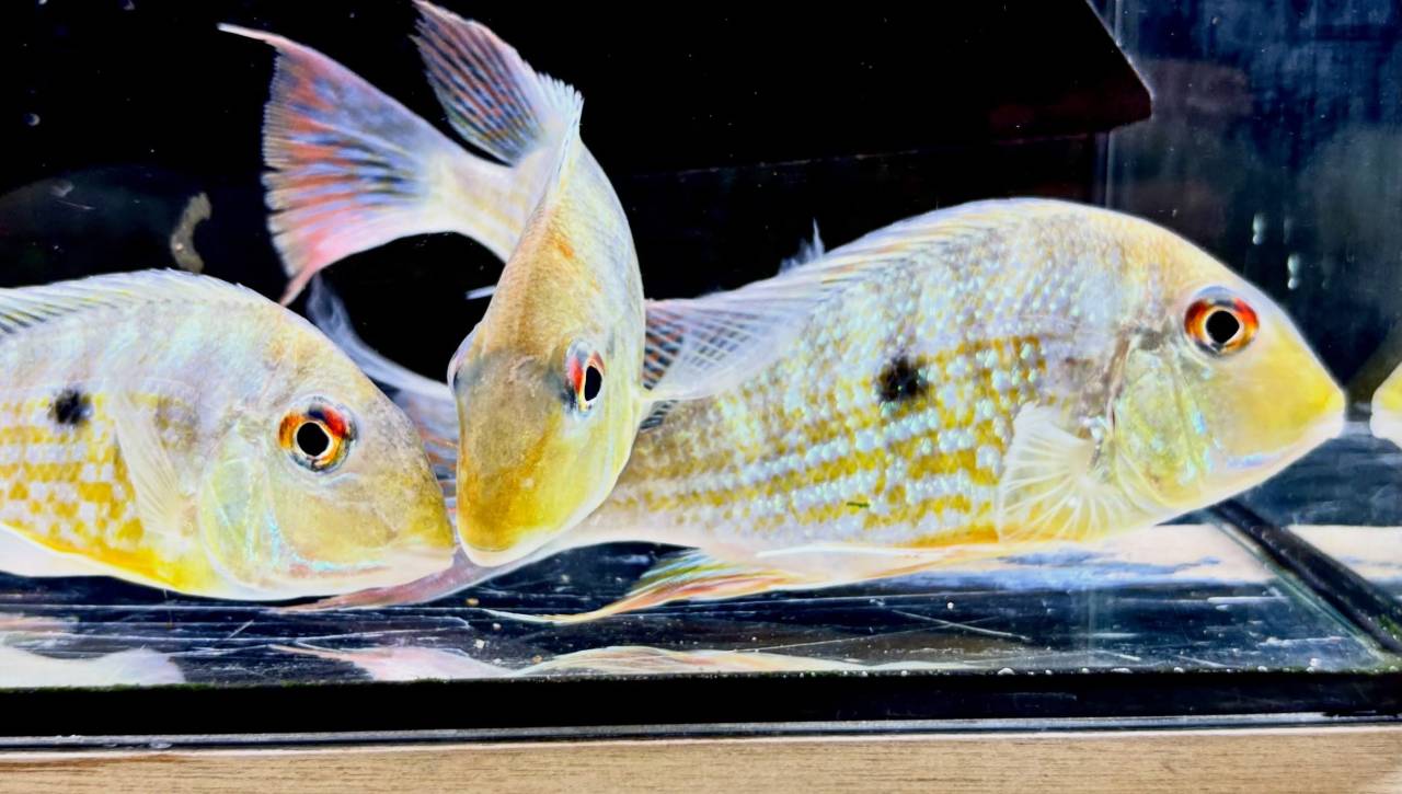 Geo.sp.カクエタ  コロンビア便