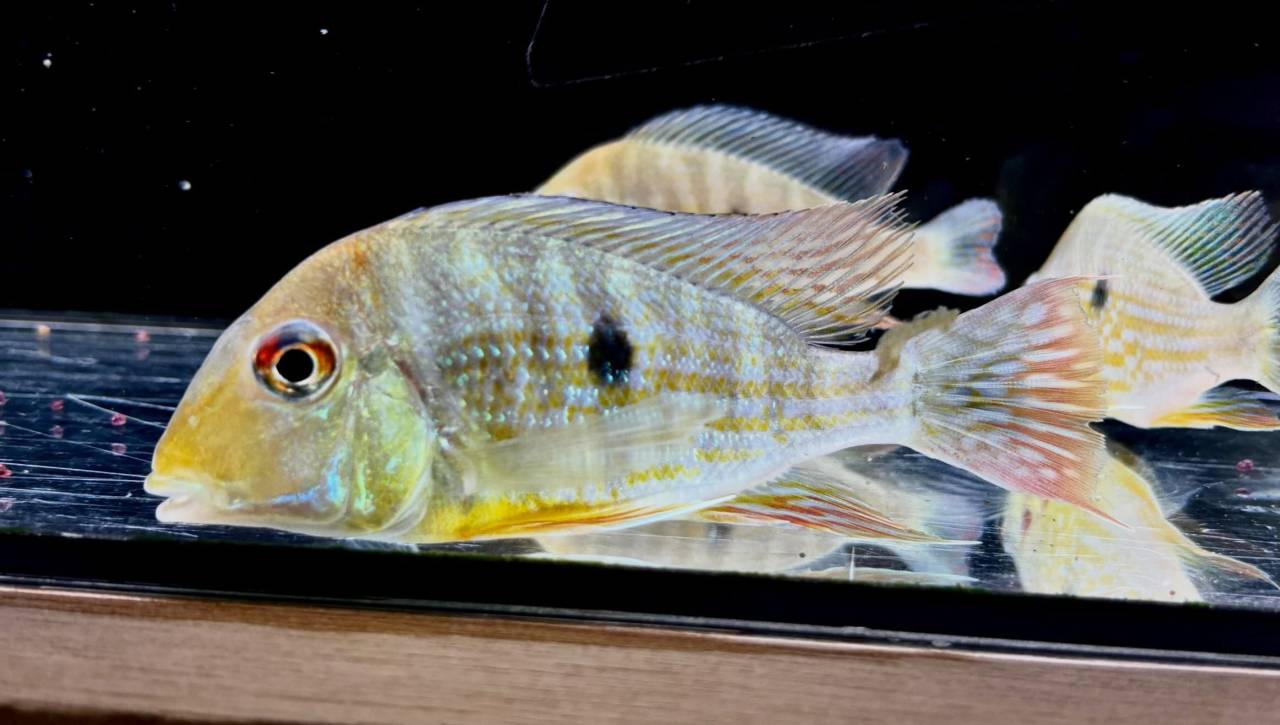 Geo.sp.カクエタ  コロンビア便