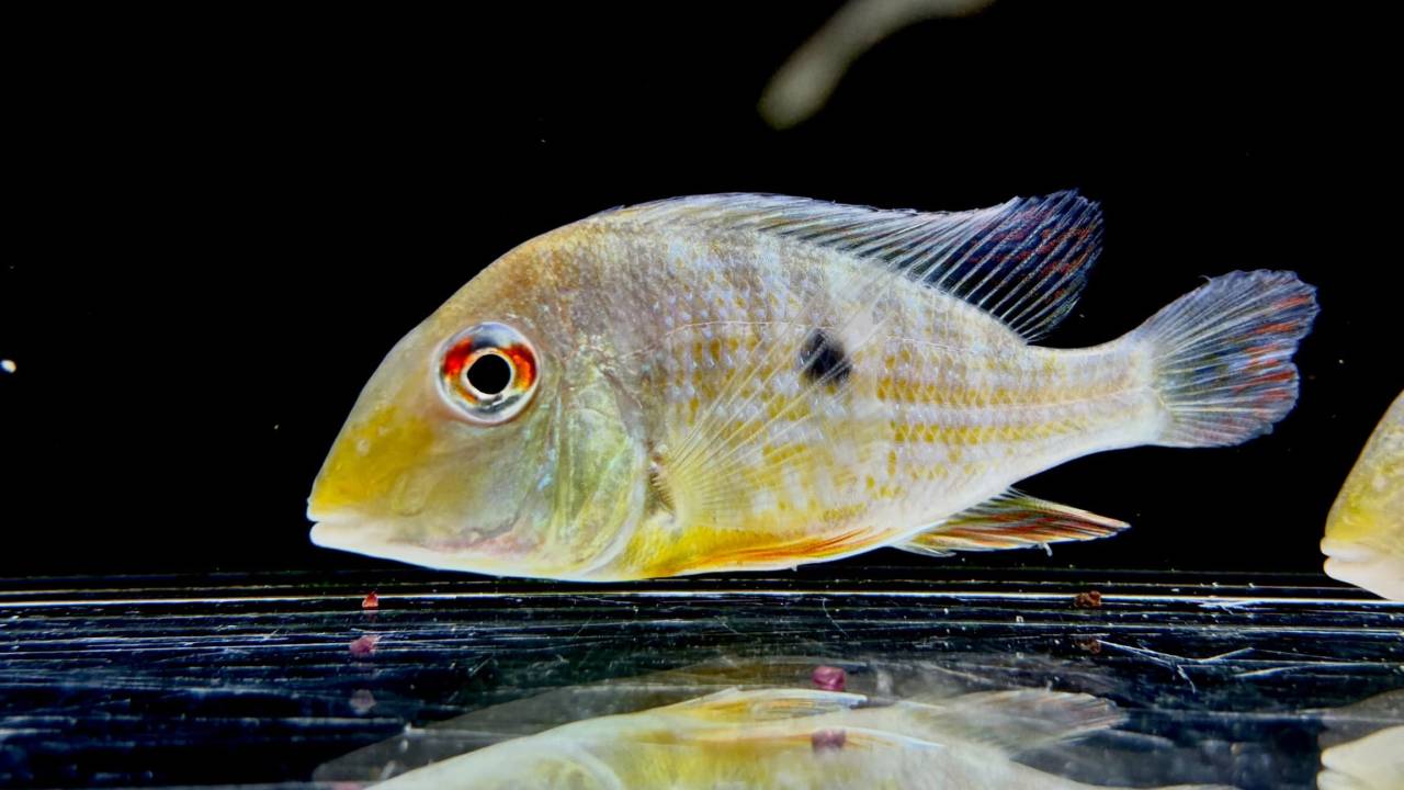 Geo.sp.カクエタ  コロンビア便