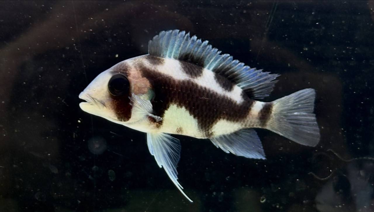 フロントーサ ブラックウィドウ
