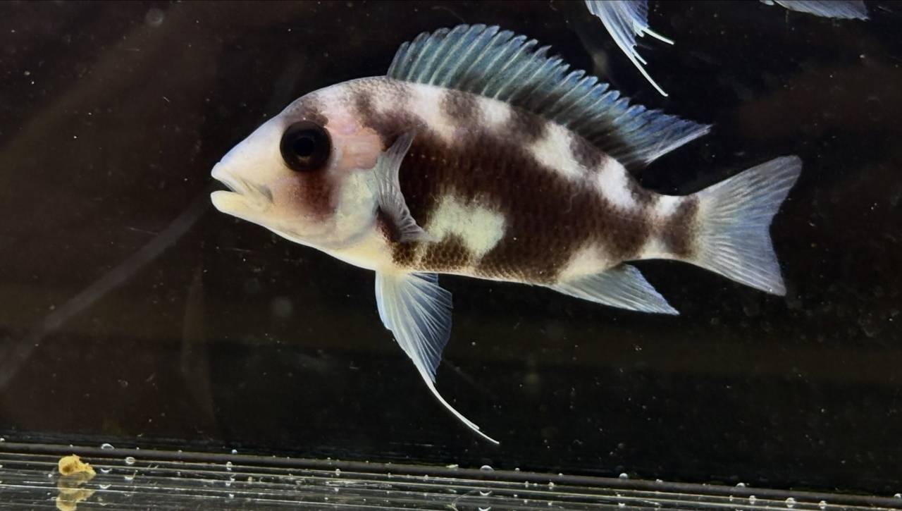 フロントーサ ブラックウィドウ