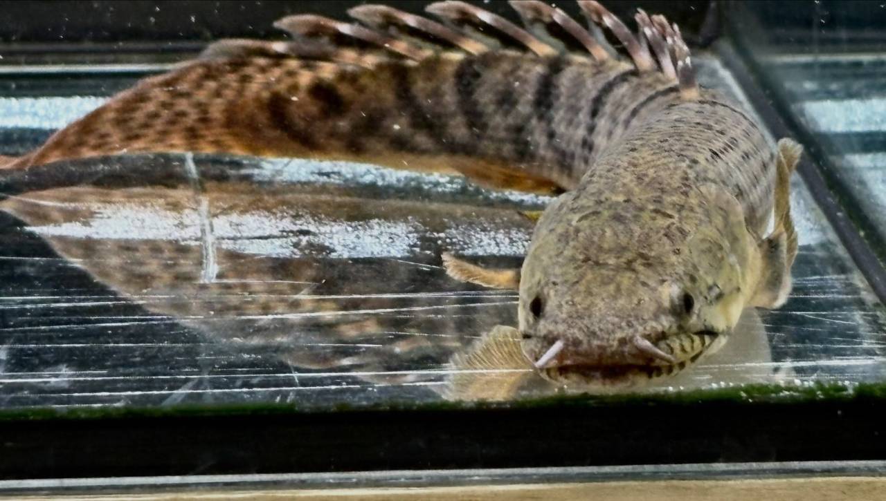 Po.ウィークシー ①17㎝ コンゴ産