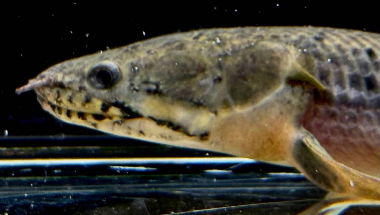 Po.ウィークシー ①17㎝ コンゴ産