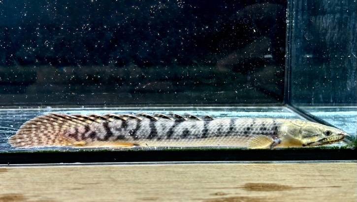 ⁡Po.ウィークシー ② 16㎝ コンゴ産
