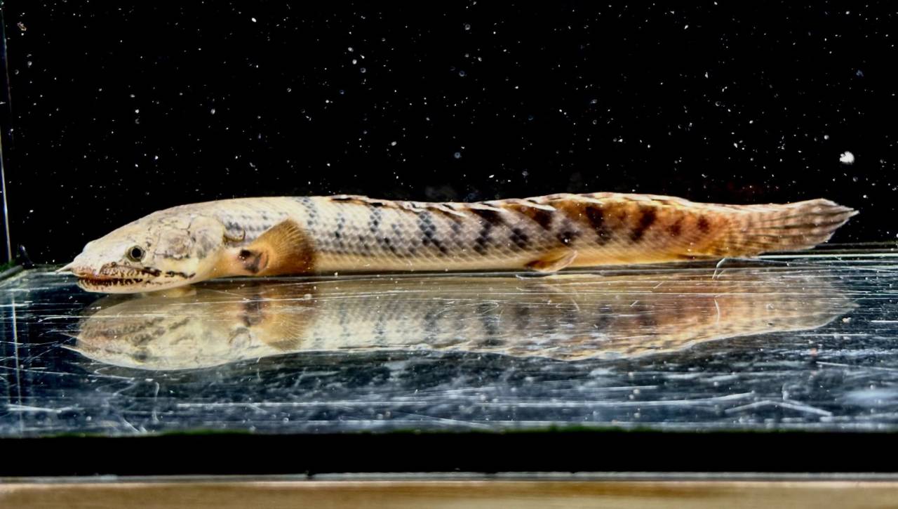 Po.ウィークシー ④ 17cm コンゴ産