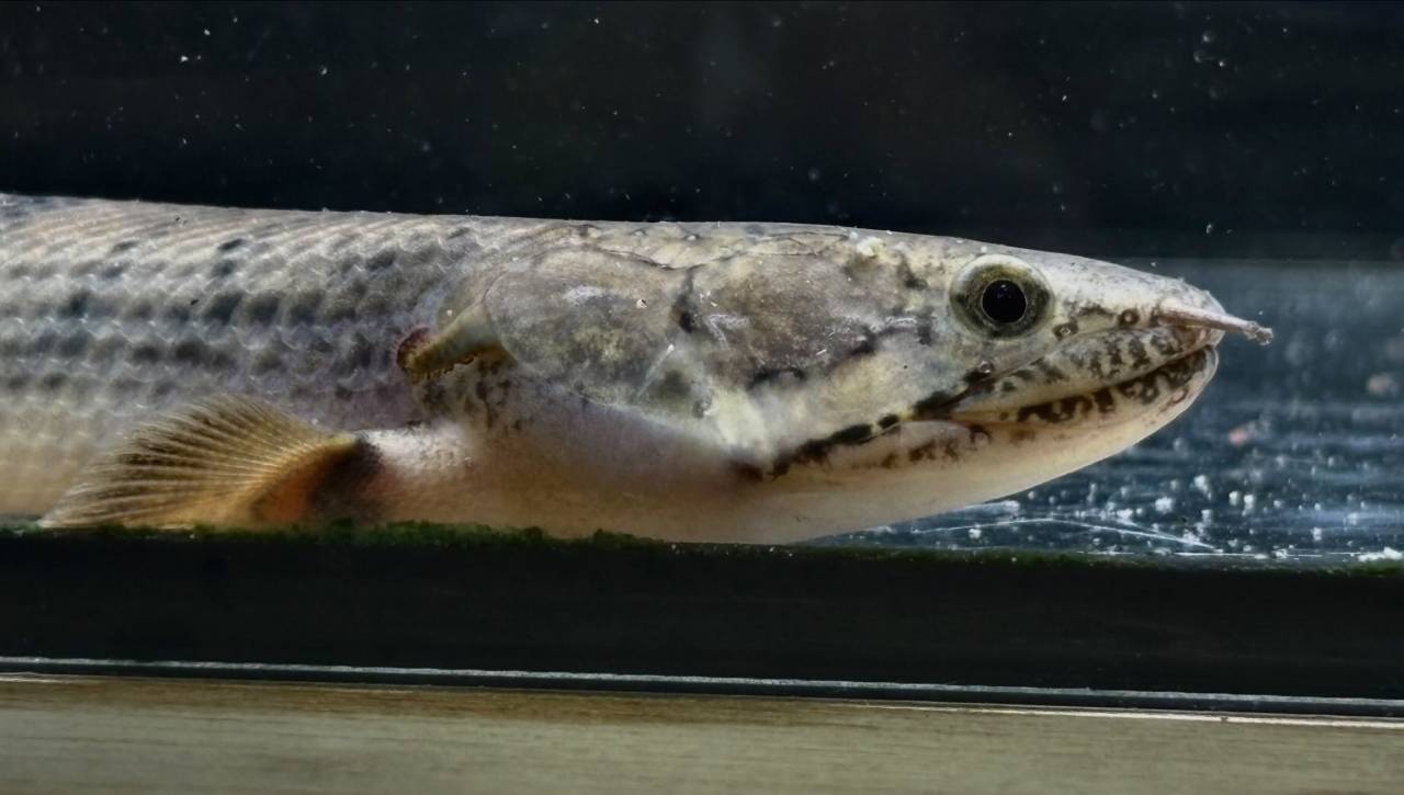 Po.ウィークシー ④ 17cm コンゴ産