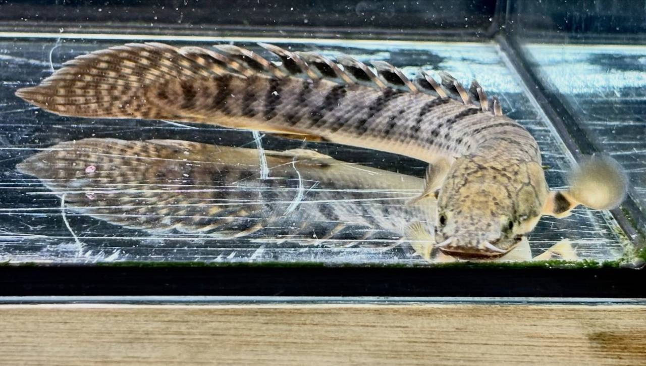Po.ウィークシー ⑤ 16.5cm コンゴ産