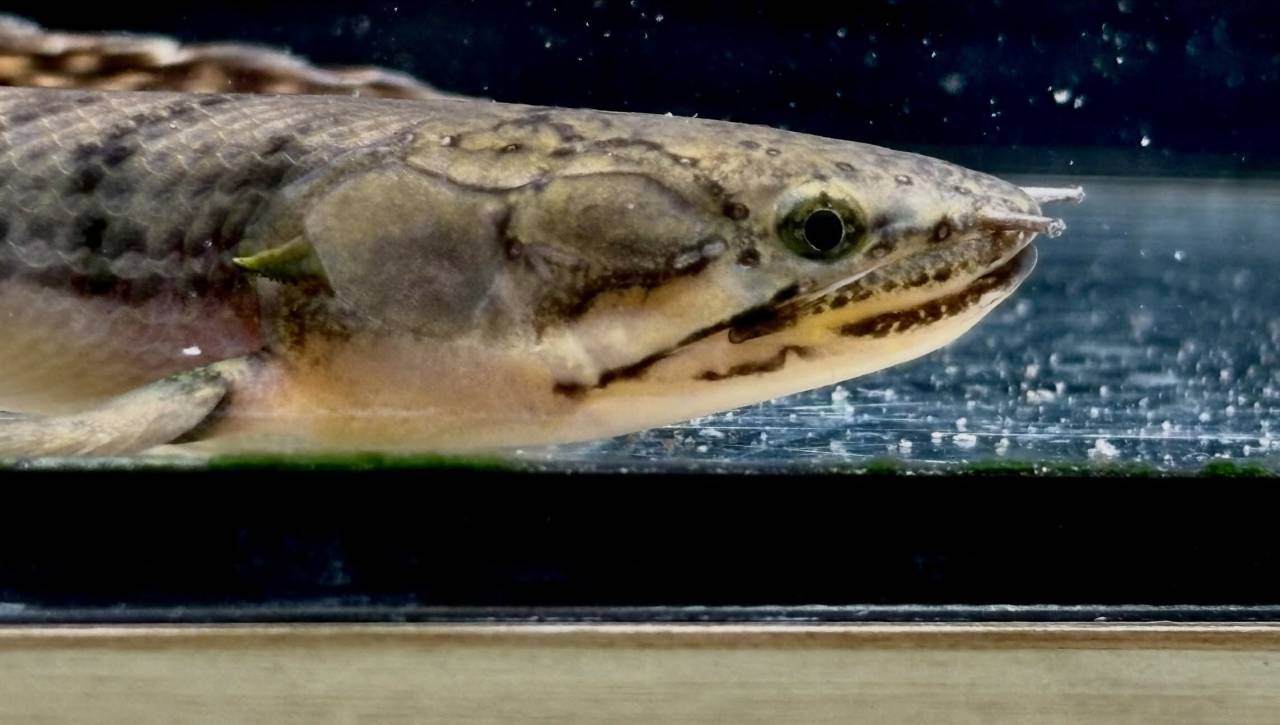Po.ウィークシー ⑤ 16.5cm コンゴ産